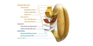 Zrno raži po slojevima